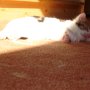BB Chat fait la sieste